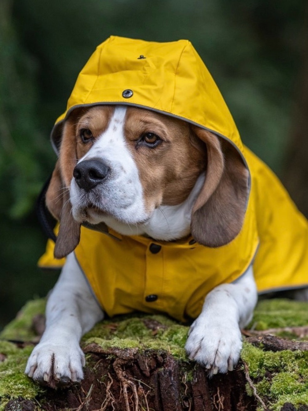 Rukka Streamy Dog Raincoat | Size 35 (Medium) | NWOT